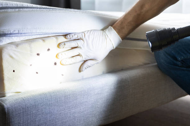 Best Local Pest Control Services  in Searingtown, NY