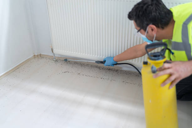 Best Wasp Removal Services  in Searingtown, NY